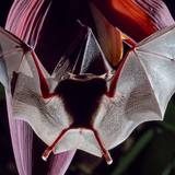 Entry image for Feeding time for Palla's Nectar Bat
