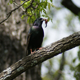 Entry image for Starling Support
