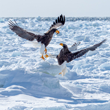 Entry image for Stellar's Sea Eagles Fighting over a Fish