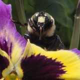 Entry image for Male Eastern Carpenter Bee on Pansy
