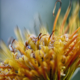 Entry image for Golden Quills