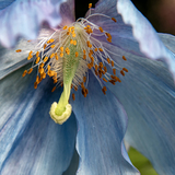 Entry image for Himalayan Secret