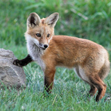 Entry image for The Fox Didn’t Say
