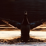 Entry image for Mallard Rising