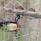 Entry image for Marsh Royalty