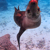 Entry image for My Friend the Sea Lion