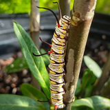 Entry image for Queen butterfly  caterpillar
