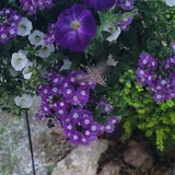 Entry image for Beautiful Humming bird 