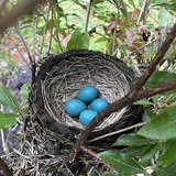 Entry image for Robin Eggs in Nest, Wilton, Connecticut, May 11, 2026