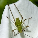 Entry image for  sleepy cricket