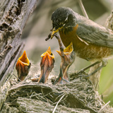 Entry image for It's Supper Time !