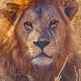 Entry image for Stone Cold Stare