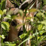 Entry image for The Hidden Child