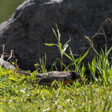 Entry image for Food Chain