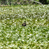 Entry image for Spatterdock Resident