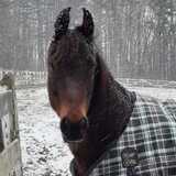 Entry image for Snow Light, Snow Bright