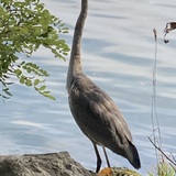 Entry image for Poised Heron ‘Posing’ for a Pic