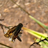 Entry image for tired moth