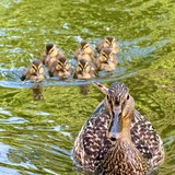 Entry image for Quack Attack!