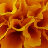 Entry image for Marigold