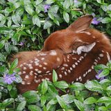 Entry image for Peaceful Periwinkle 