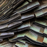 Entry image for Prismatic Plumage