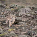 Entry image for Before the Chase