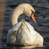 Entry image for Silent Majesty