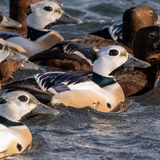 Entry image for Against the Raging Waves