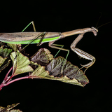 Entry image for HANGING OUT