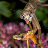 Entry image for DEADLY MATING