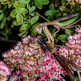 Entry image for DEADLY MATING II