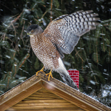 Entry image for SNOWY WINGS