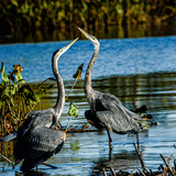 Entry image for MATING DANCE