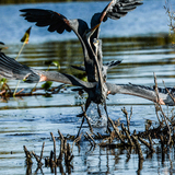 Entry image for MATING DANCE II
