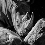 Entry image for LONELY RHINO