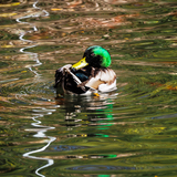 Entry image for RELAXING POND