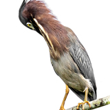 Entry image for Green Heron Preening