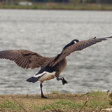 Entry image for Feathers, Captured