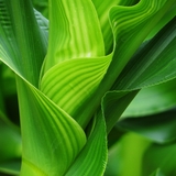 Entry image for A-Maizing curves and edges