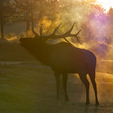 Entry image for Morning Mist