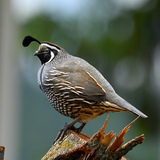 Entry image for The feathered king