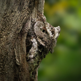 Entry image for Camouflage 