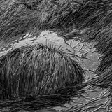 Entry image for Sea Grass