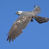 Entry image for Kite Delivery Flight