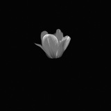 Entry image for Light in the dark