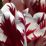 Entry image for Tulip Royalty