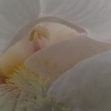Entry image for White Iris Subtle Beauty