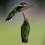 Entry image for Dueling Humming Birds