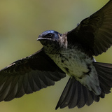 Entry image for The Shape of Flight